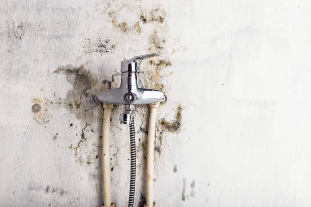 Best Best Mold Removal Companies  in Sugarcreek, PA