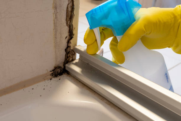 Best Black Mold Removal  in Sugarcreek, PA