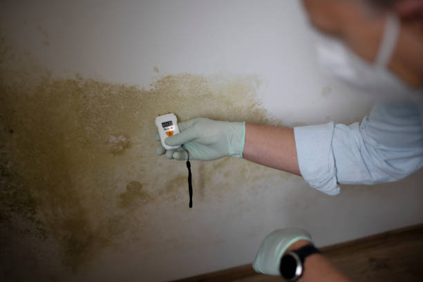 Best Residential Mold Removal  in Sugarcreek, PA